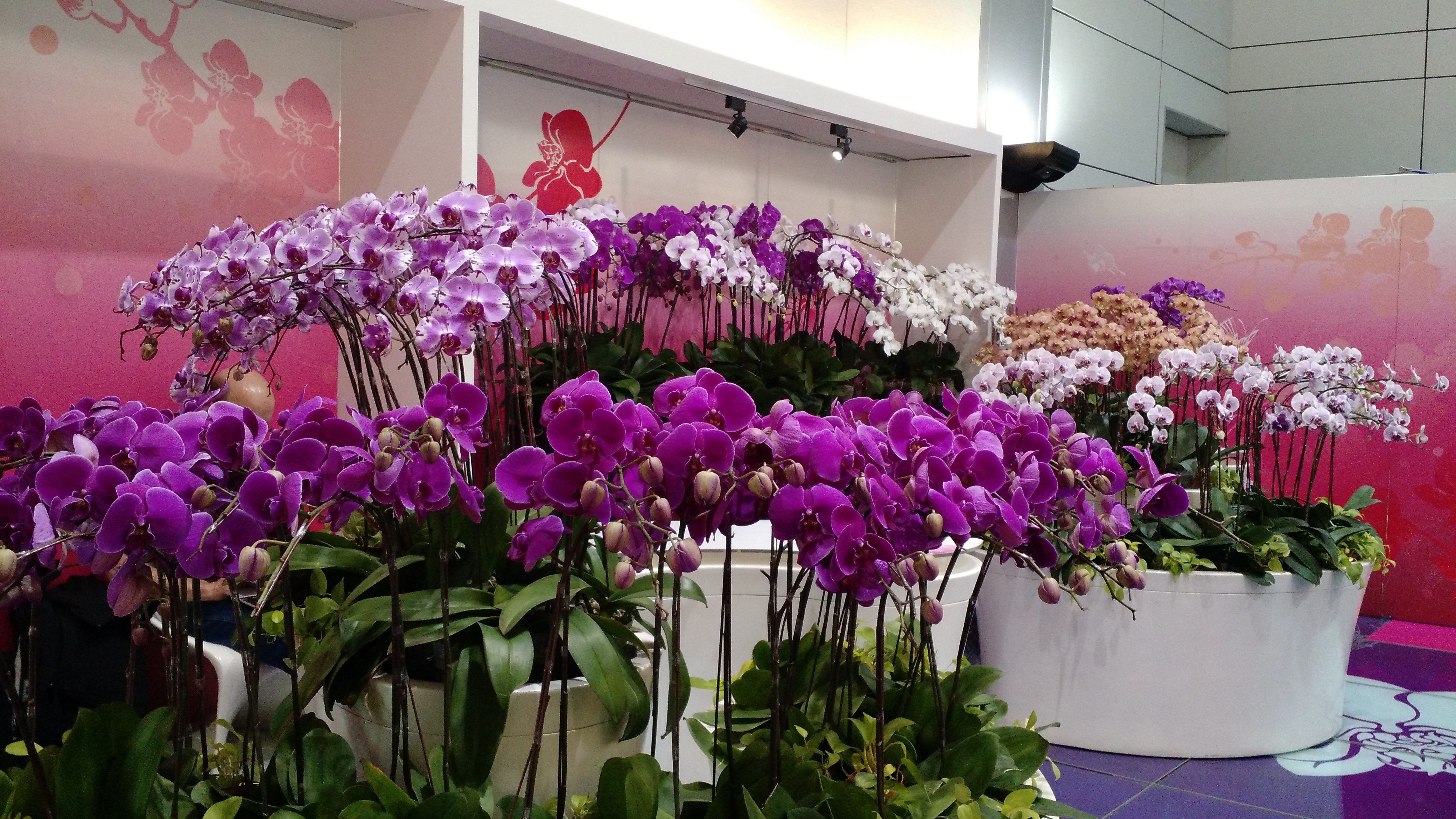 Beautiful orchids in the airport